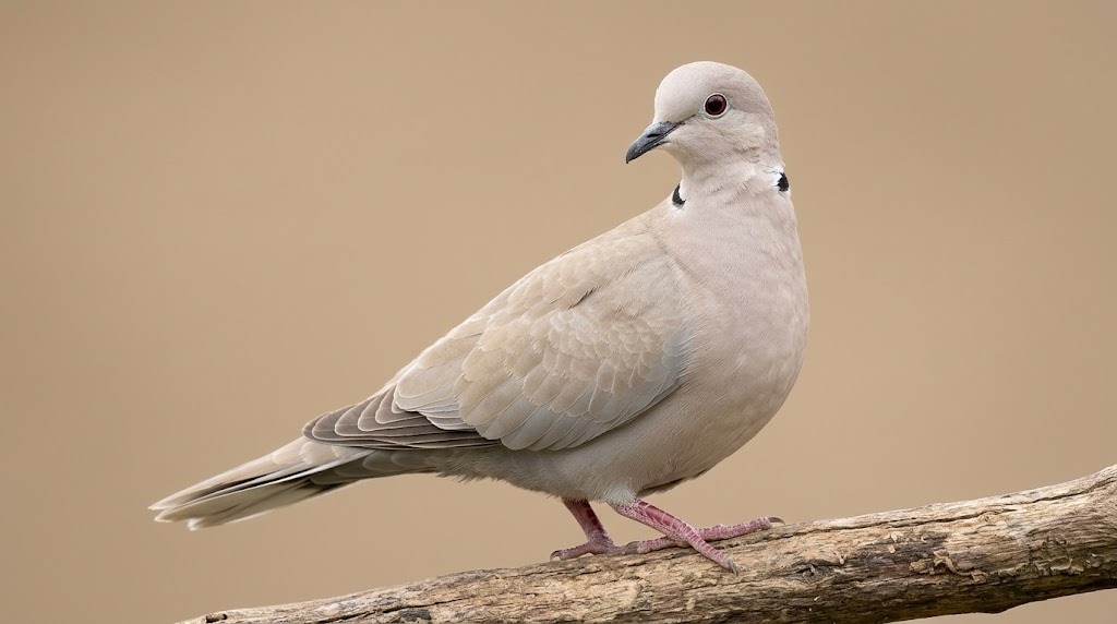Eurasian Collared-Dove